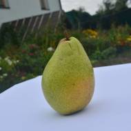 Саджанець Груша Сайва